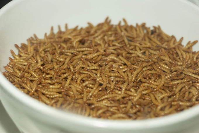 Mealworms capable of biodegrading plastic, recent report finds; MIT
