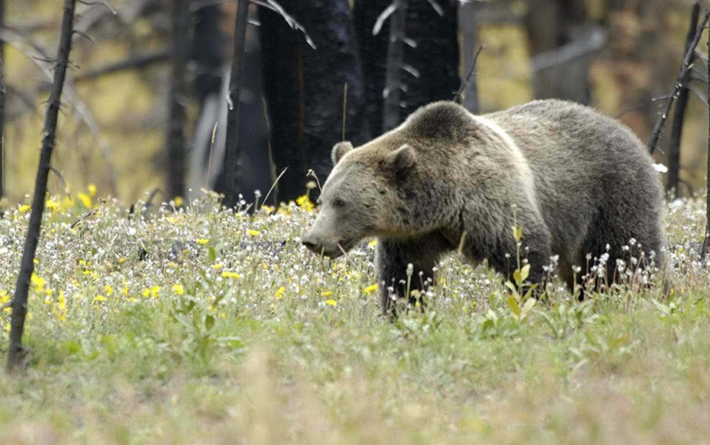 Grizzly walking in flowers