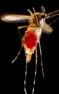 The Aedes aegypti mosquito, which is known to carry the Zika virus, takes off after feeding.