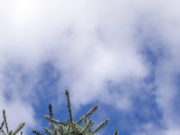 Stop and smell the roses